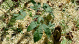 A Sapling Chestnut Tree